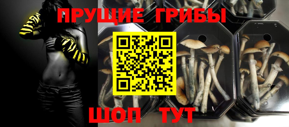 Псилоцибиновые грибы Cubensis Нижний Новгород